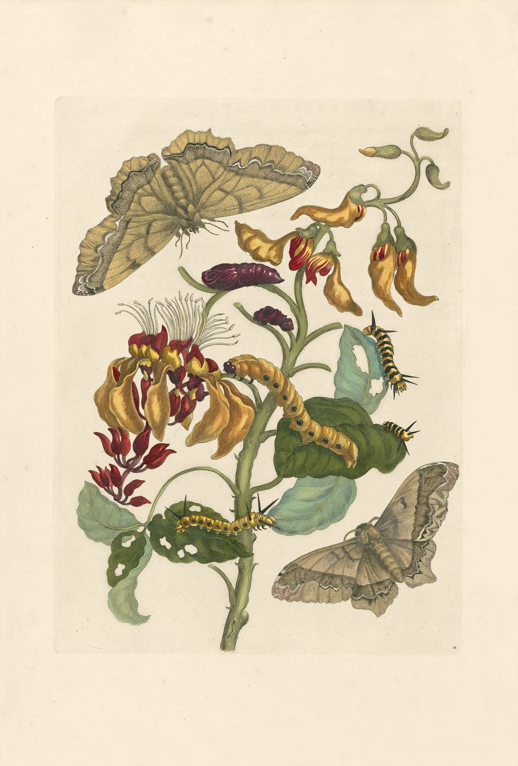 Maria Sibylla Merian | Entomology Pioneer & Scientific Illustrator